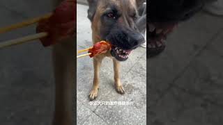 Rescue and Adopt: retired Police Dogs' New Life Journey (Rehome Retired K9s, Dog Adoption,