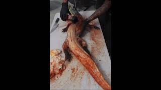 SMOKED ALLIGATOR 🐊 TUTORIAL #cooking #bbq #alligator #italy #japan #china #korea #viral