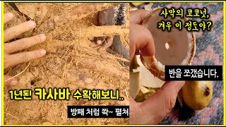 아프리카 사하라사막, 1년된 카사바를 캐보았다. \/ 사막에는 코코넛도 이 정도밖에 안돼(?)