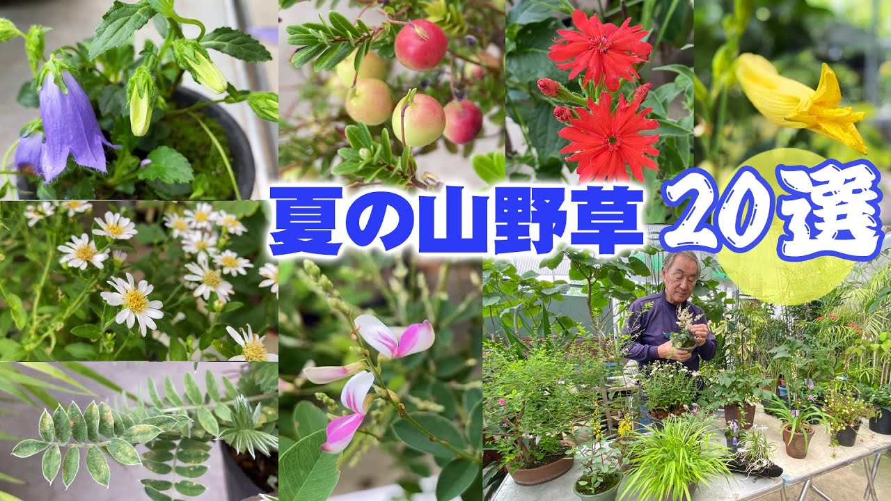 【山野草】夏に購入する初心者向けの山野草ラインナップ20選【花と緑のグリーンバレイ】