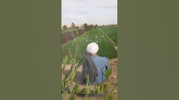 "تلاوة المنشاوي تبعث الطمأنينة في القلوب"