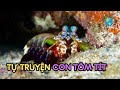 Tôm Tích Tự Truyện: Cuộc Phiêu Lưu Hấp Dẫn Đầy Kịch Tính & Lãng Mạn dưới đại dương