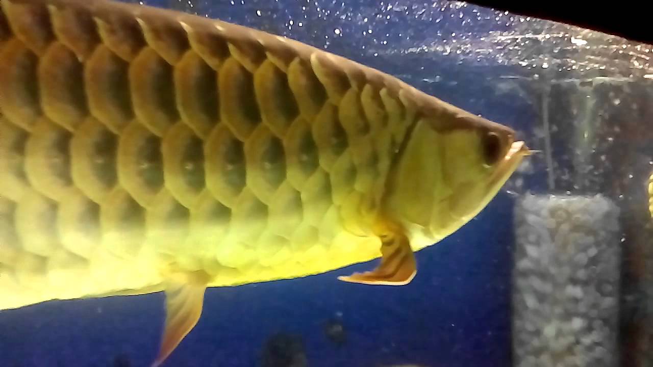 Malaysian golden arowana eating market shrimp YouTube