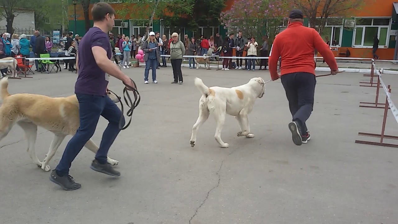 Выставка собак. Ринг САО. Судит Чуприс Т. С. Благовещенск 19-05-19.