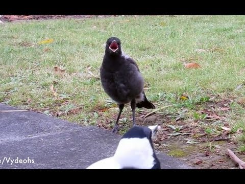  Bird  Meowing  Like  A Cat  YouTube