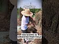 كيف يتم حصاد السمسم من الحقل إلى البذرة