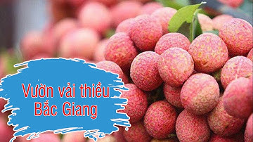 Khám phá vườn vải thiều đỏ rực tại Lục Ngạn - Bắc Giang | Bắc Giang 24h