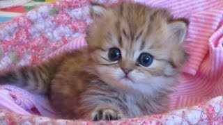 12 06 28 Persian kittens expanding their world, the K litter