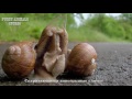 Виноградная улитка - спаривание - snail