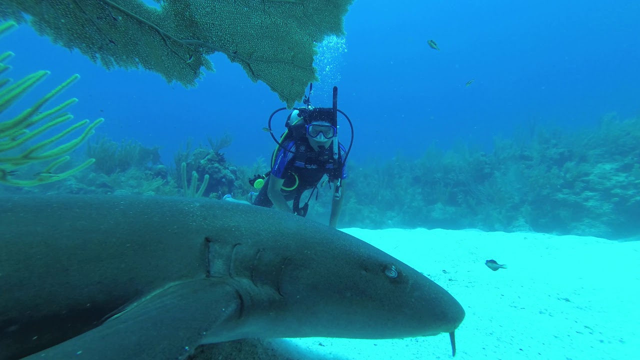 Shark Diving Belize Barrier Reef YouTube