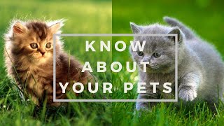 Cute Cats For Home | Baby Pets For Family | Cute Pets For Home | Sweet Cat For Home | Cats Breed by PETS CANDY 53 views 1 year ago 3 minutes, 56 seconds