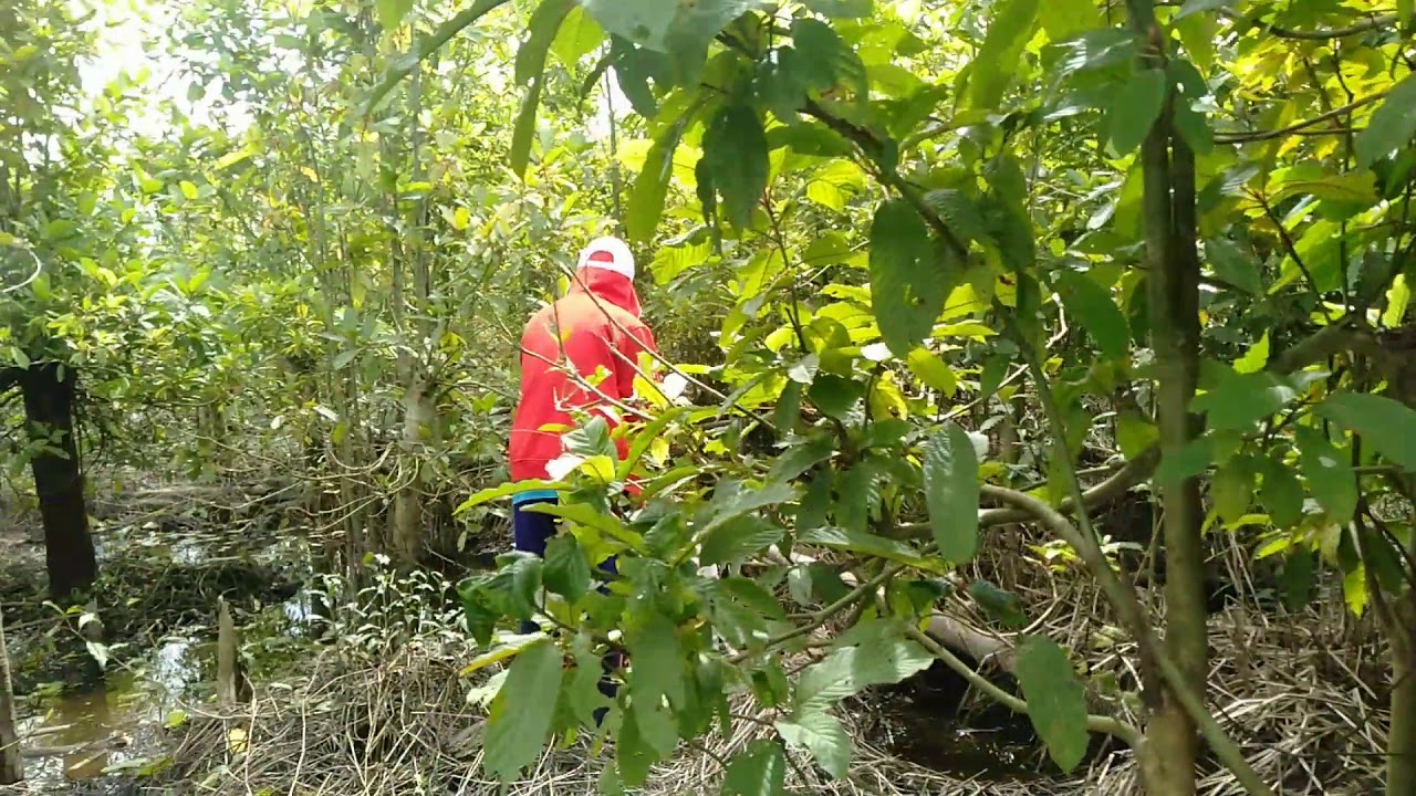 PANEN KRATOM ALA BAKARANGAN