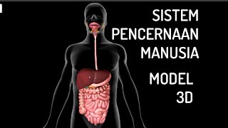 3D Model - Human Digestive System 3D Model - Human Digestive System