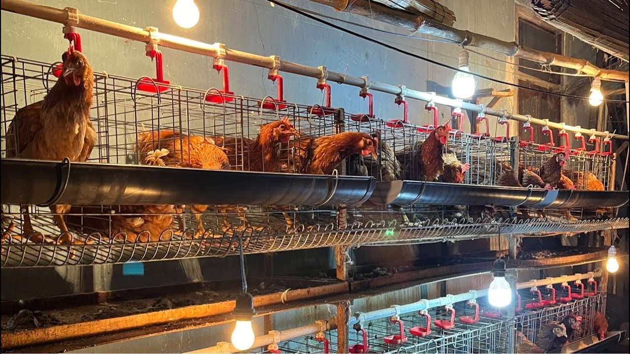 TERNAK AYAM PETELUR SKALA RUMAHAN