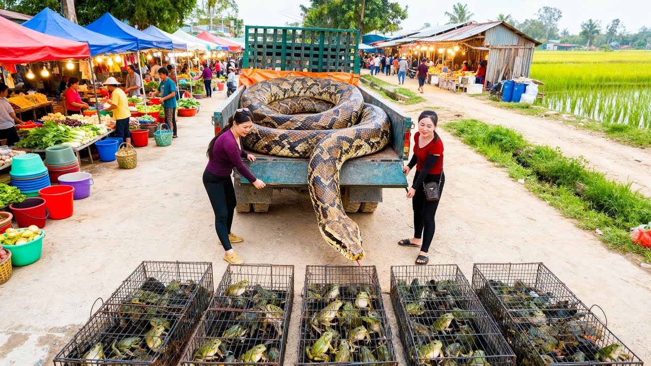 Harvesting Frogs, Use Truck To Transport A Lot Of Frog Go To Market Sell - Meet Giant Pythons