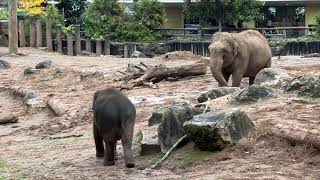 Elephant Having a Scratch at Chester Zoo