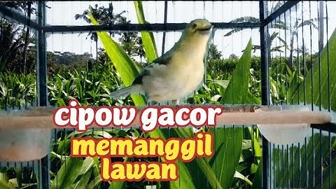 dalam sekejap sirtu/cipow manapun bakal langsung respon dengar panggilan sirpu gacor ini