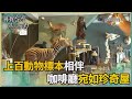 尋找台灣感動力-動物標本咖啡廳 凝視生命停格瞬間