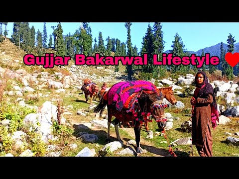 Lifestyle of Gujjar/Bakarwals community ♥️😍 in Jammu and Kashmir. - YouTube