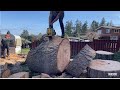 The Biggest chainsaw Bucking job of the year