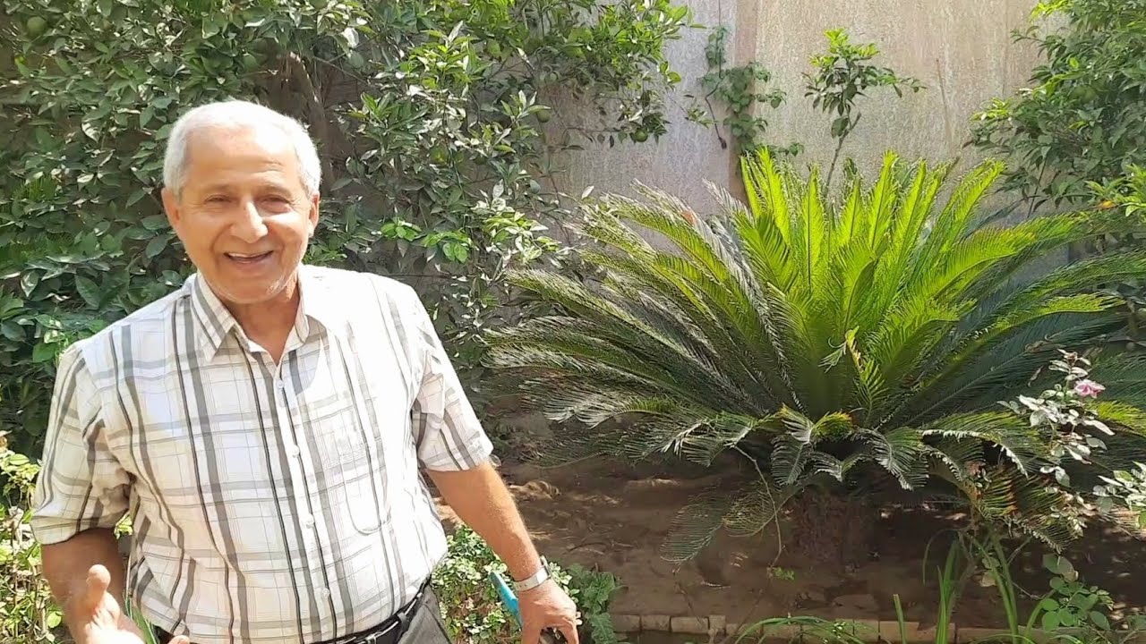 طريقة نقل فسائل وبصيلات نخيل السايكس وطريقة العناية بها