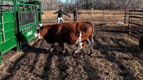 Weaning Calves and Picking Replacement Heifers