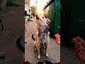 The Thirsty Traveler | Giving Water to a Stray Dog 🐕 | Moments of Kindness
