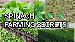 Spinach Farming  Explained for Beginners