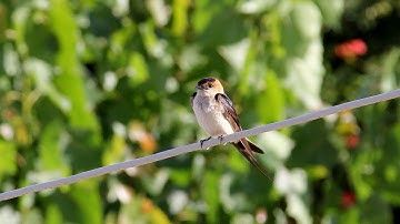 Red rumped Swallow