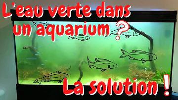 Pourquoi l'eau de l'aquarium est verte ?