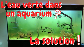 Comment faire pour que l'eau de l'aquarium reste propre