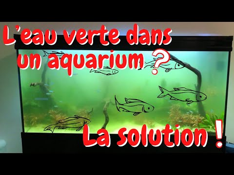 Vidéo: Comment garder votre aquarium limpide en tout temps