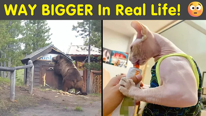 You Won’t Believe How Big These Things Are In Person! 😳