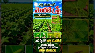 పత్తి పంటలో మొదటి స్ప్రే తెల్లదోమ పచ్చదోమ తామరపురుగు పిండినల్లి 100% ఒక్క స్ప్రే తో కంట్రోల్#jtstar