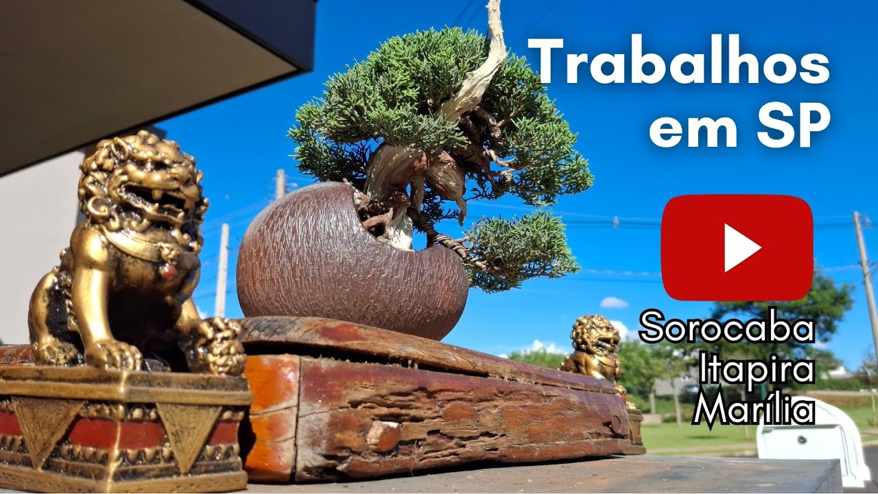 BONSAI EM SP: ÁRVORES DE COLEÇÃO