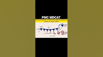 PMC Mdcat 2022||Past paper question||Dr Nayab Abro||Mr Edu Expert