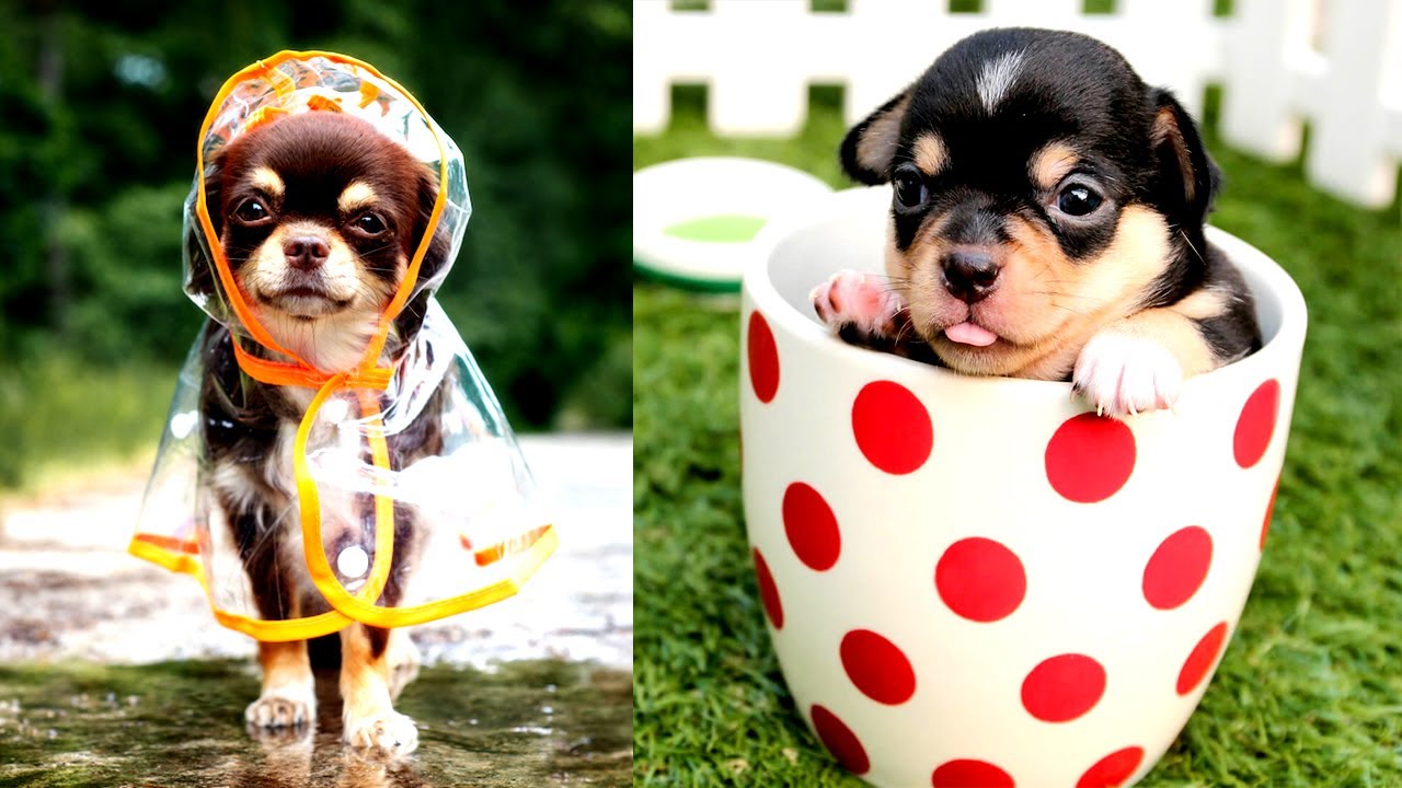 Cute Animals For When You are Stressed