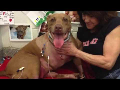 10 верных СОБАК которые СПАСЛИ ЛЮДЕЙ от неминуемой ! Кузница Фактов 2