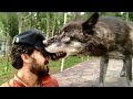 Канадский Волк отжал КЕПКУ, но мы этого так не оставили!!! Волэнды помогают мне поймать ВОЛКА.