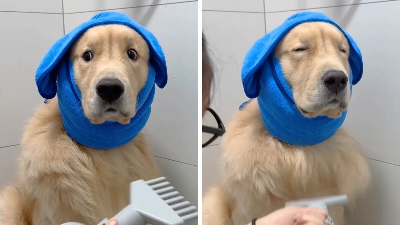 Самые милые и смешные моменты с участием золотистого ретривера за всю историю, 10 минут подряд.