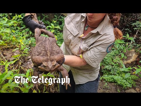 Toadzilla: Cane toad that weighs 6lb discovered in Australia