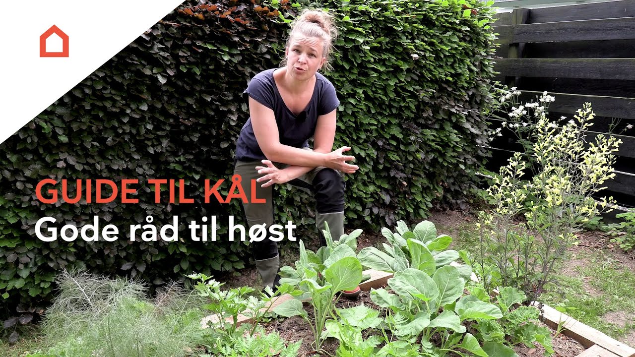 Dyrk din egen kål: Hvornår kan du høste kål?