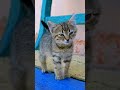 cute&amp;funny cat #shorts