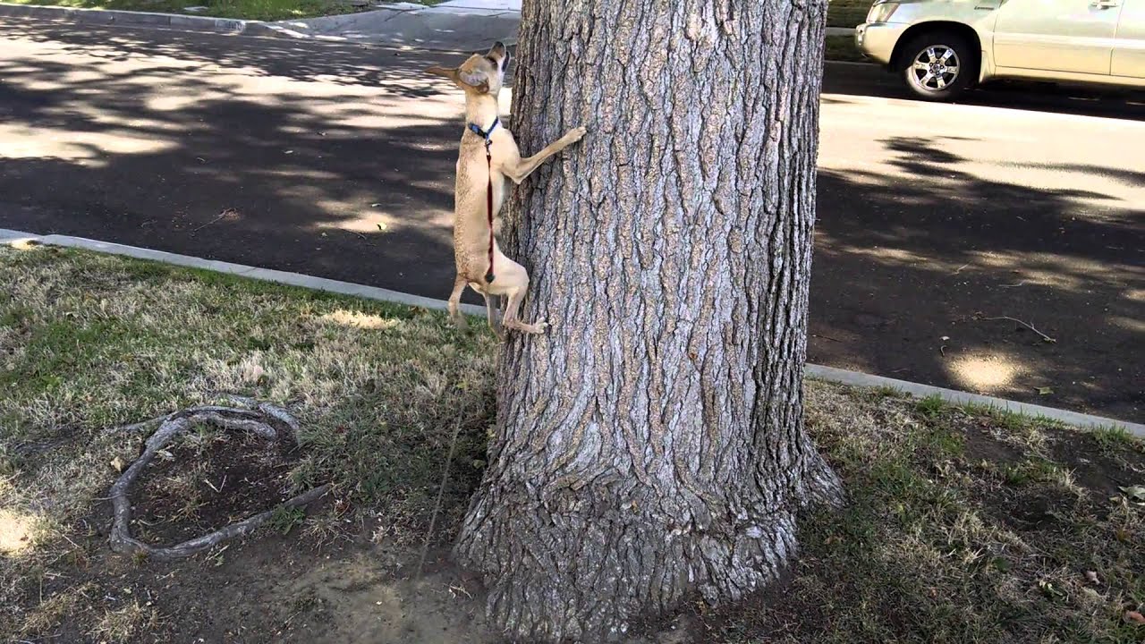 Resultado de imagen para chihuahua on a tree