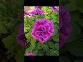 百合が原公園ペチュニア展2026年5月10日#shorts #funny