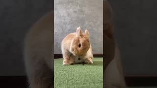 🐰😍 Meet The Cutest Lop Eared Rabbit! 🐇 Animal Planet Delight  兔子 Pet Must Watch!