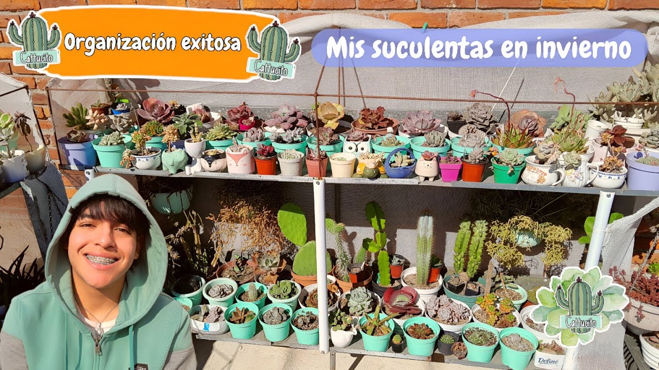 Así QUEDARON mis SUCULENTAS DEFINITIVAMENTE ORGANIZADAS en las ESTANTERÍAS | Cattu!