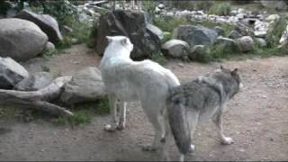 WC Video - 22 September 2009 - Wolf Exhibits are sensitive to noise and disturbance