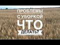 Ячмень готов но косить невозможно