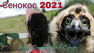 Заготовка сена в 2021 году // Сенокос 2021 // Совы у-у🦉🐥